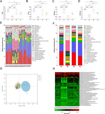 Bacteroides fragilis capsular polysaccharide A ameliorates ulcerative colitis in rat by recovering intestinal barrier integrity and restoring gut microbiota